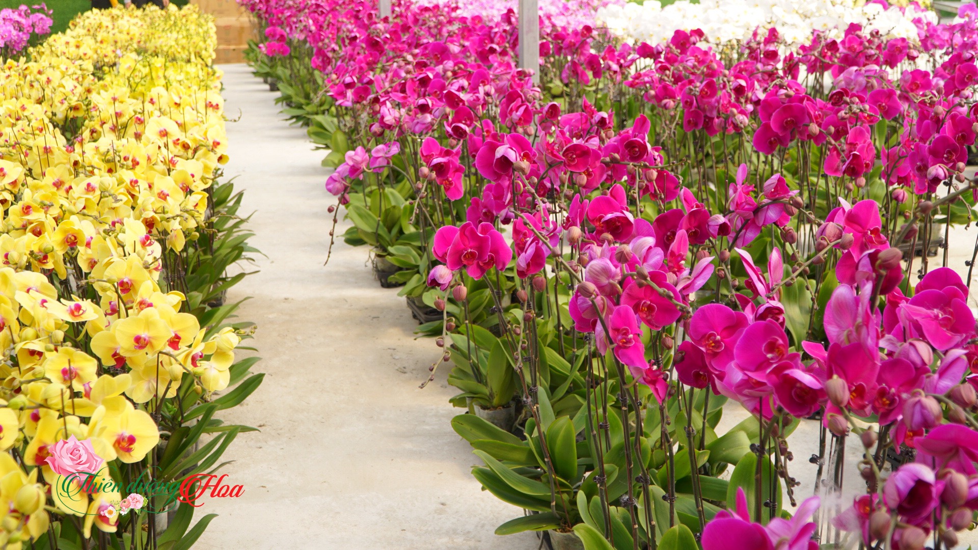 Kỹ Thuật Chăm Sóc Hoa Lan Hồ Điệp