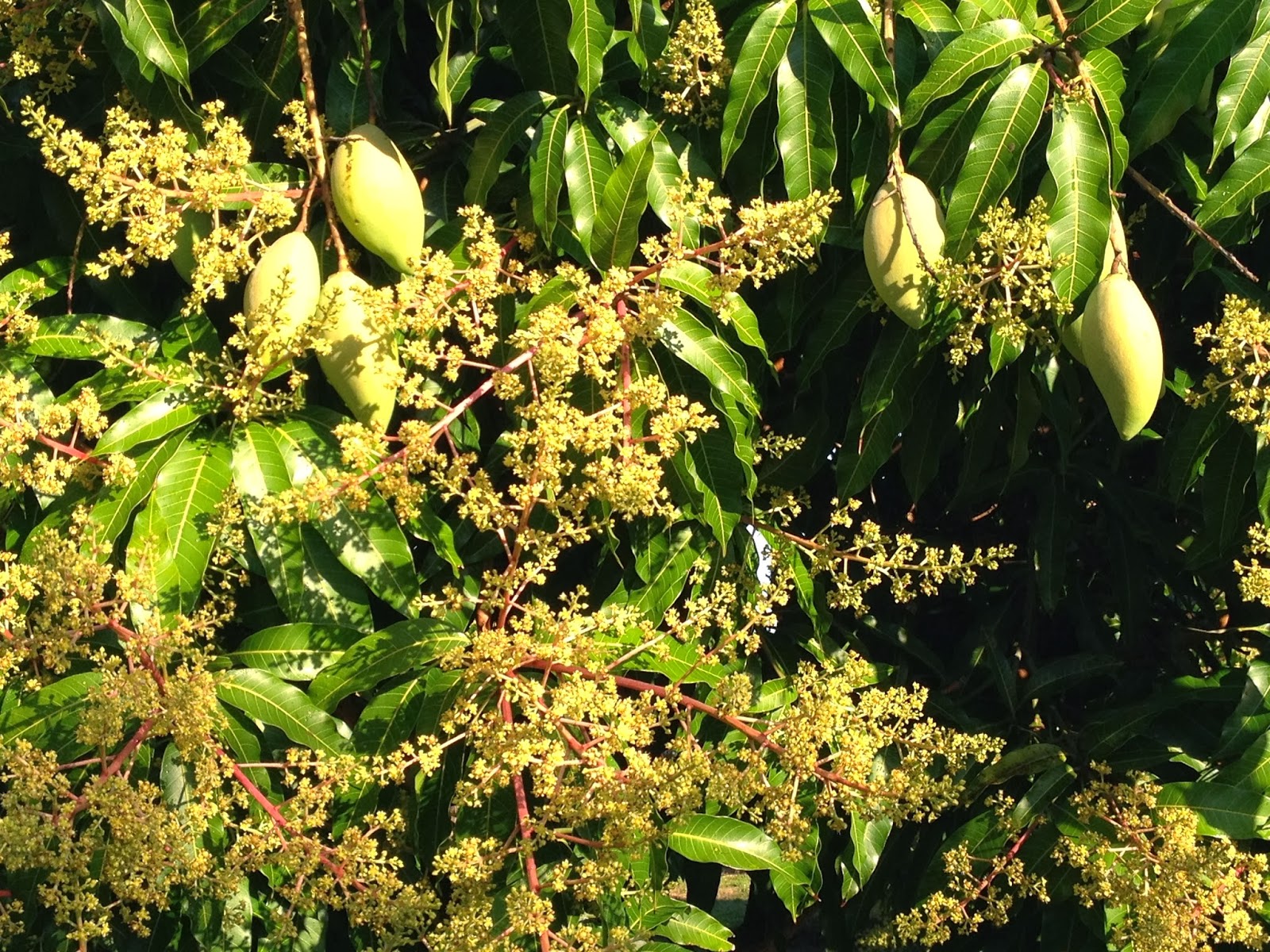 Cham-soc-cay-xoai