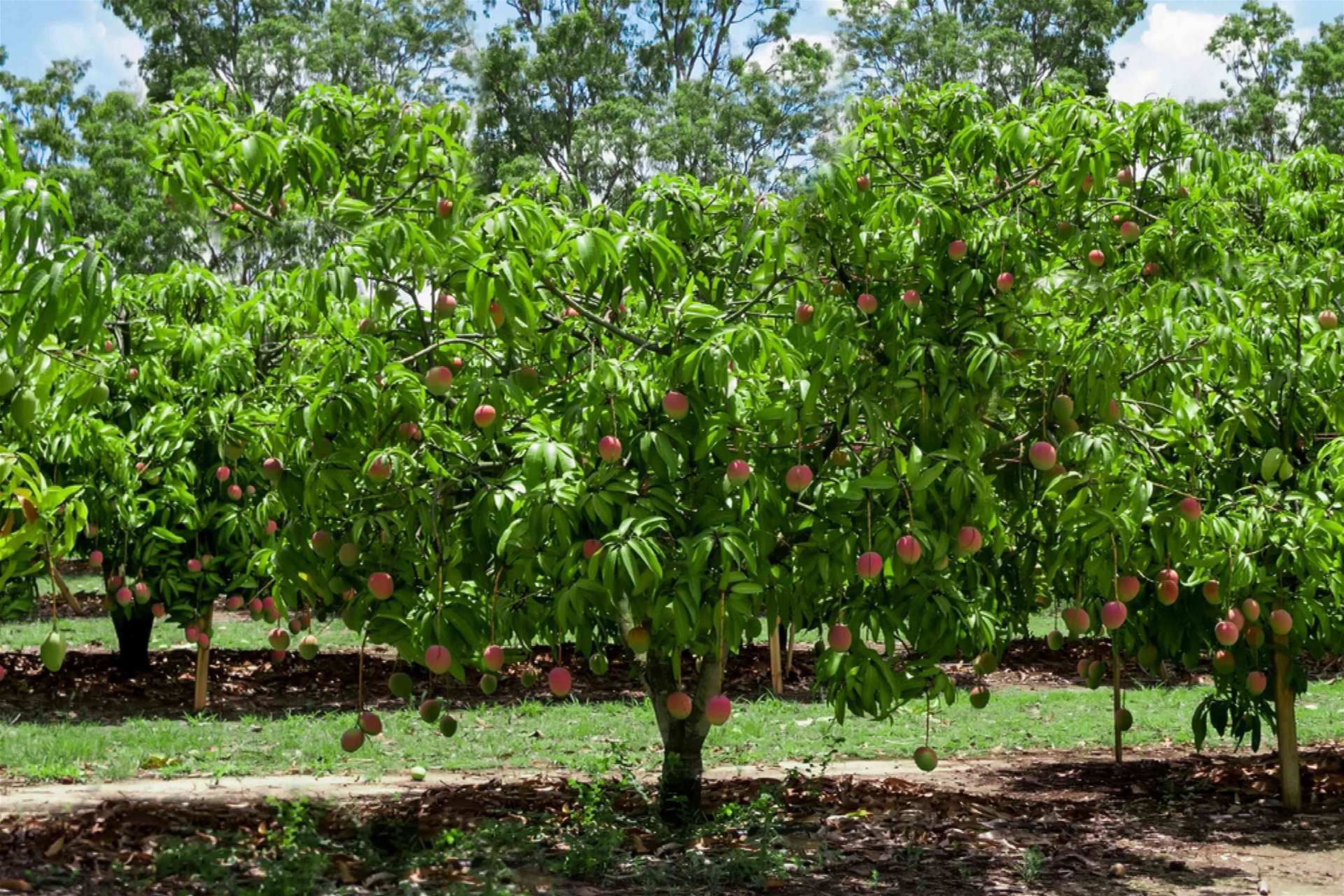 Cham-soc-cay-xoai