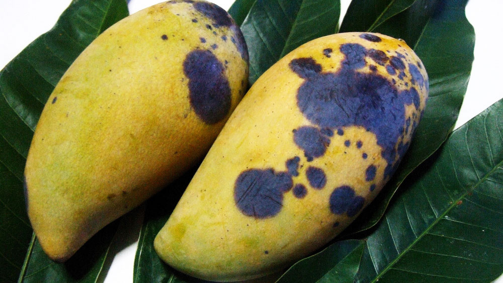 Cham-soc-cay-xoai