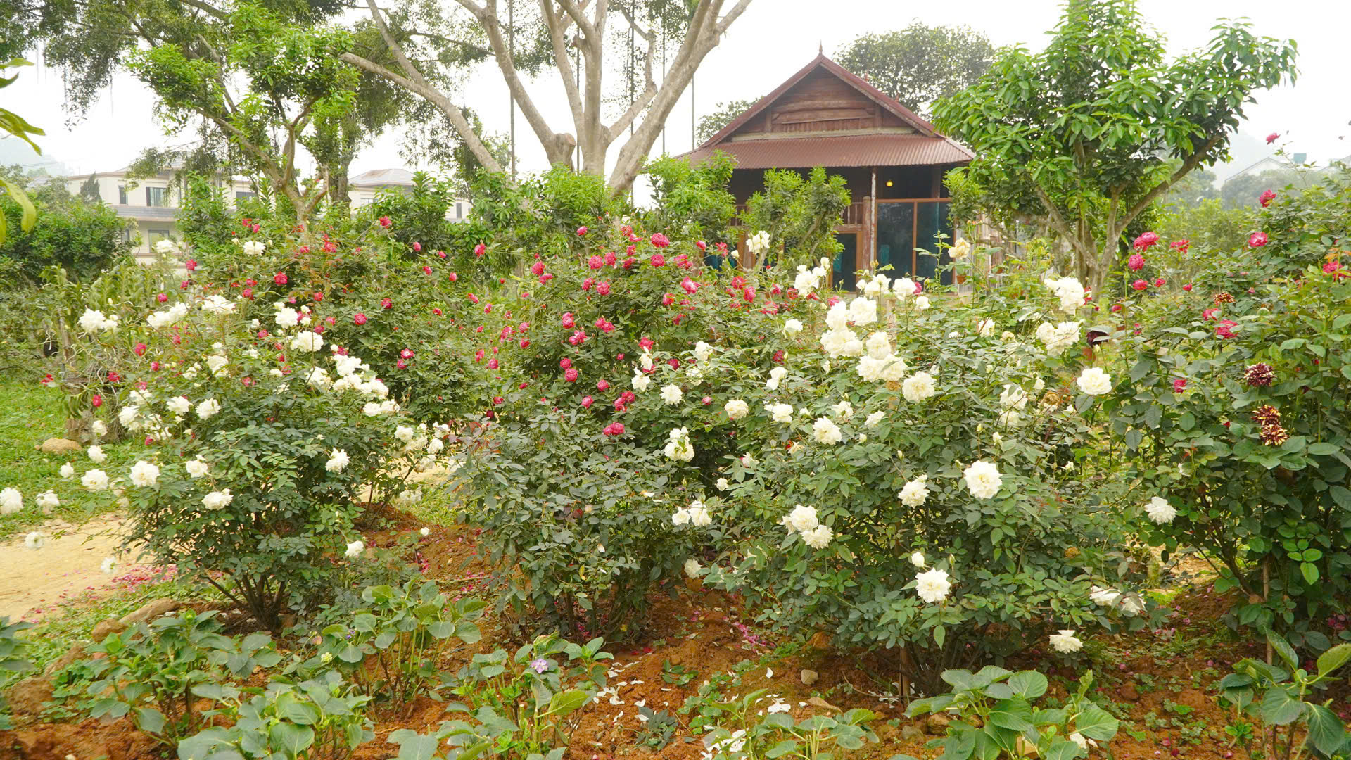 hoa-hong-bạch