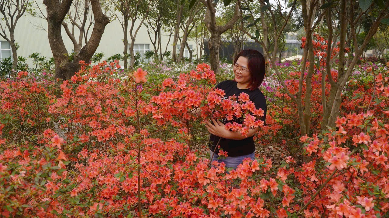 cham-soc-hoa-do-quyen