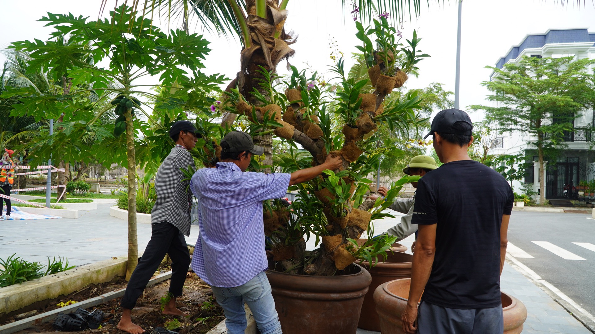 Kỹ Thuật Ghép Lan Dendro Vào Trụ Gỗ Và Những Lưu Ý Cần Quan Tâm