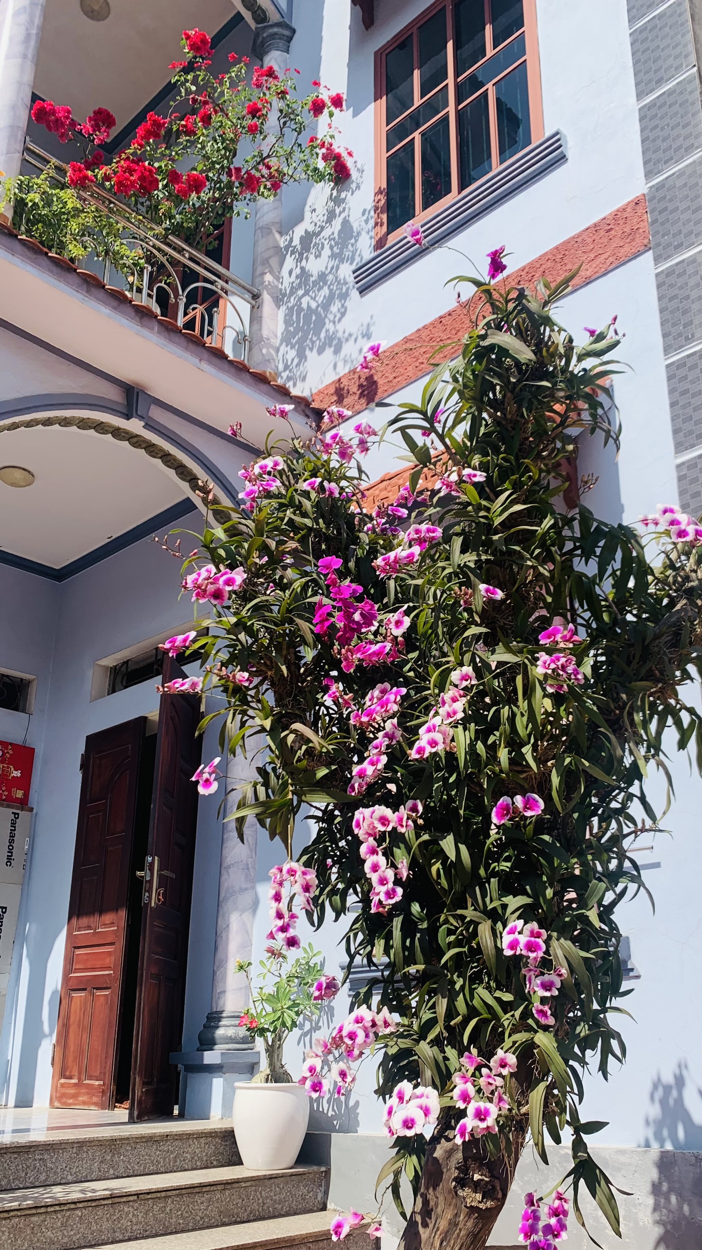 lan-dendro-ghep-trụ-go-nhan