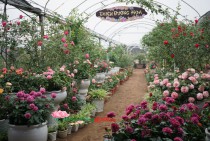 Thiên Đường Hoa Giữa Lòng Hà Nội