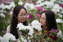 Thiên Đường Hoa Đỗ Quyên