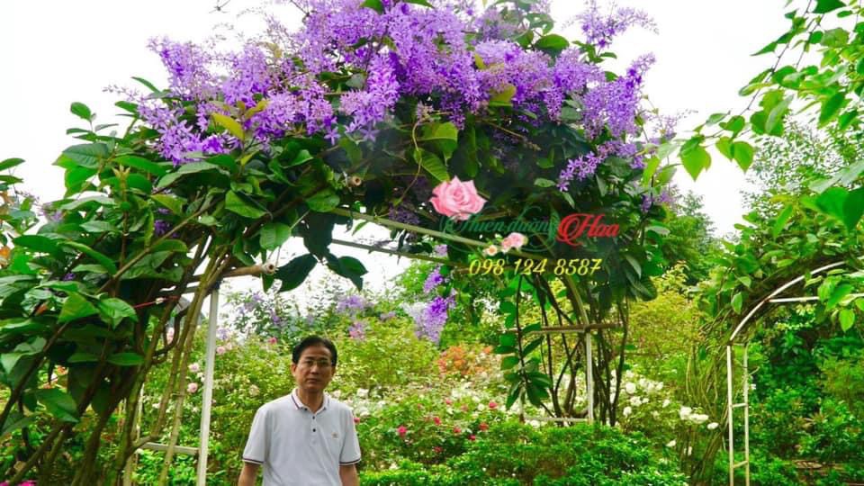 Cây Mai Xanh Thái - Sự Lựa Chọn Lý Tưởng Trong Cảnh Quan Sân Vườn