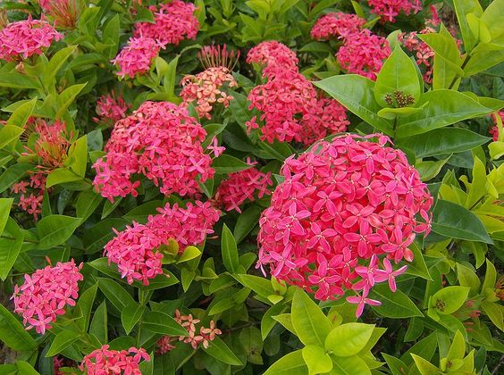  Ixora Coccinea