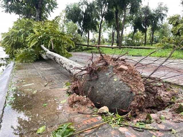 Bí Quyết Trồng Cây Xanh Đô Thị: Nên Hay Không Nên Giữ Nguyên Bầu Bọc?