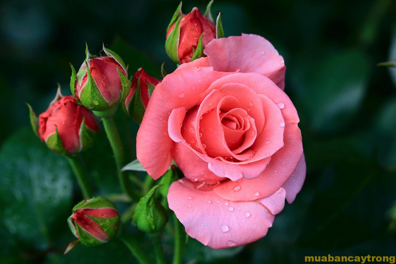 Những sai lầm nghiêm trọng khi chăm sóc cây hoa hồng