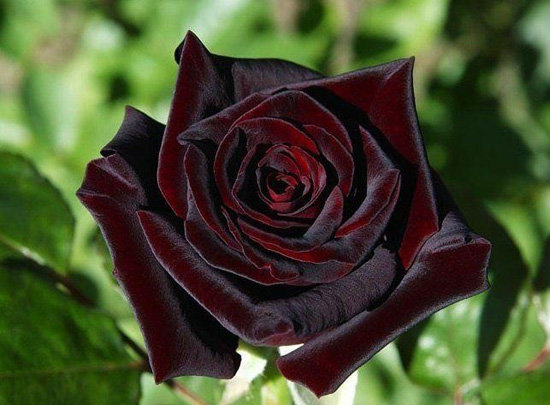 Hoa hồng Halfeti 