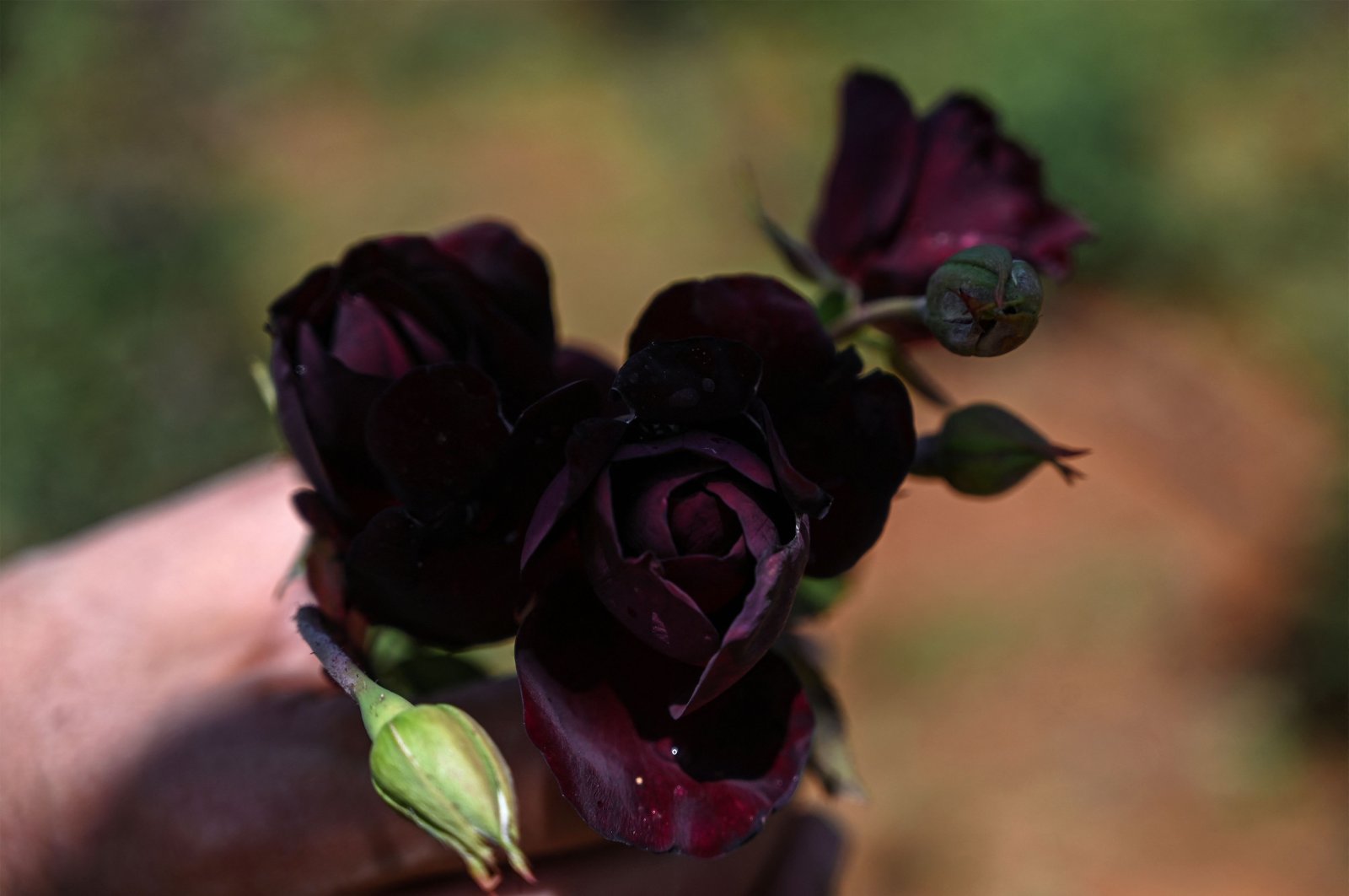 Hoa hồng Halfeti 