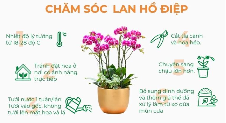 cham-soc-lan-ho-diep