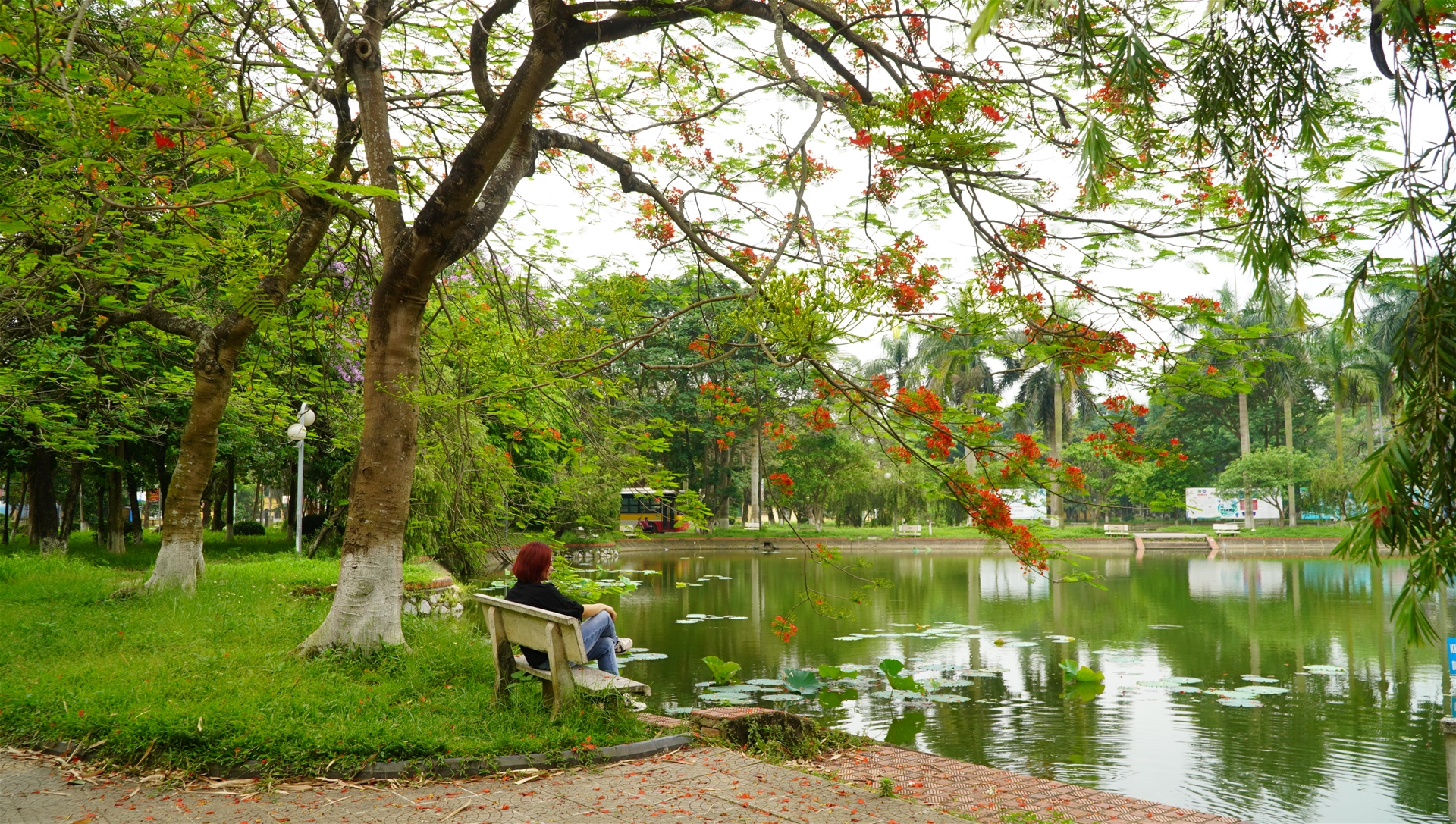 Top 3 Loài Cây Có Hoa Rực Rỡ vào Mùa Hè