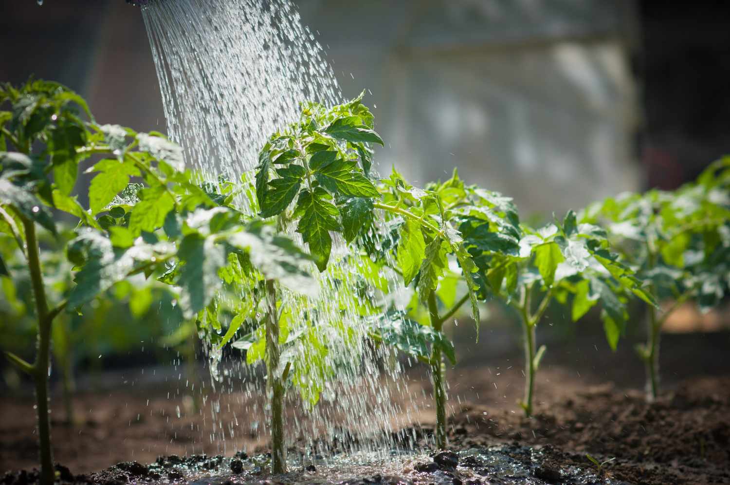 Nước tưới có vai trò quan trọng như thế nào đối với cây vừa mới trồng?