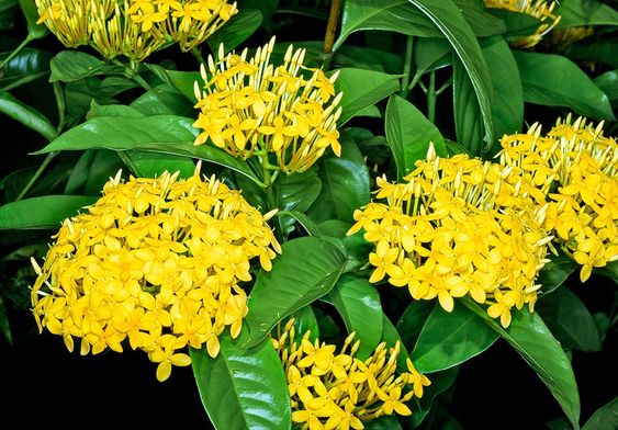  Ixora Coccinea