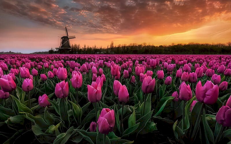 Hoa-tulip-dep