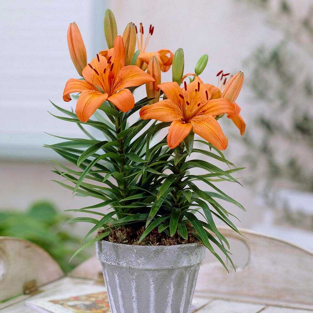 Hoa-lily-dep