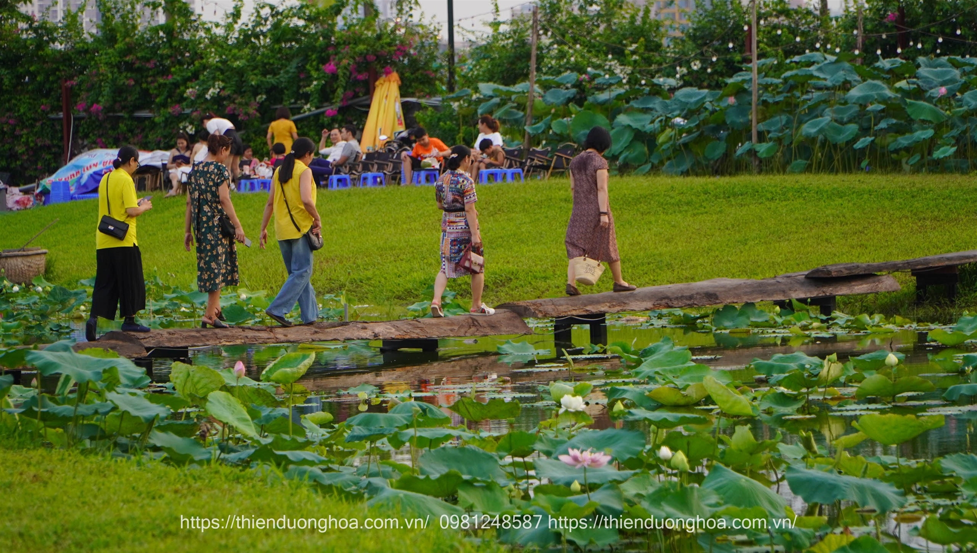 le-hoi-hoa-sen-ha-noi-2024