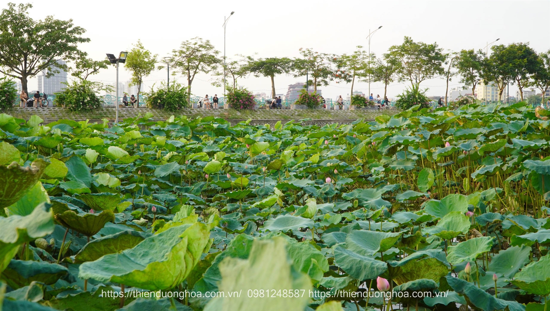 le-hoi-hoa-sen-ha-noi-2024