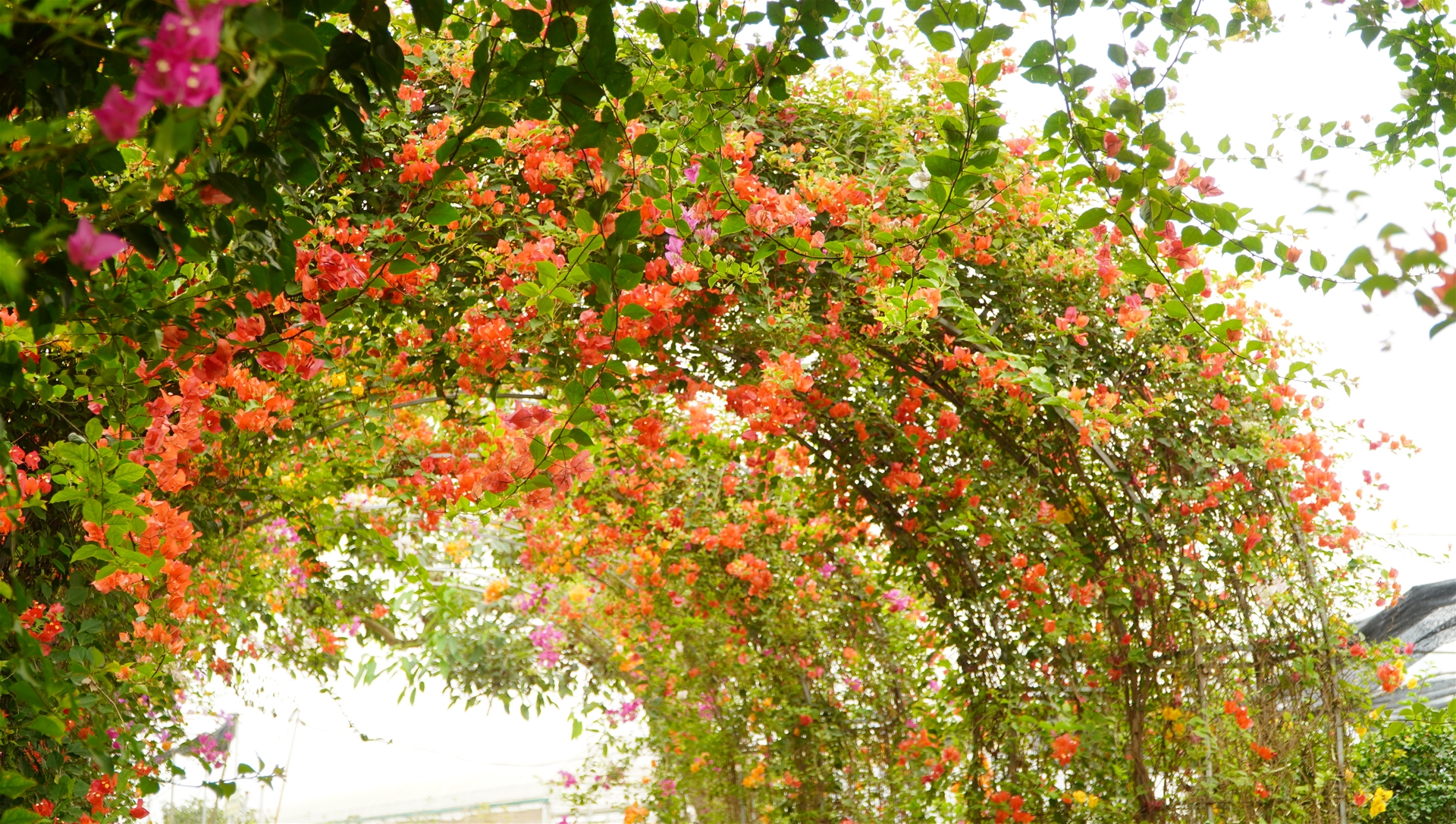hoa giấy