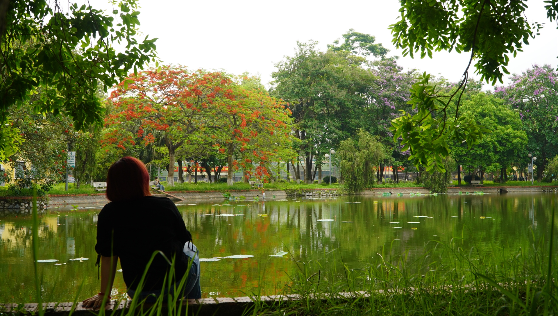Top 3 Loài Cây Có Hoa Rực Rỡ vào Mùa Hè