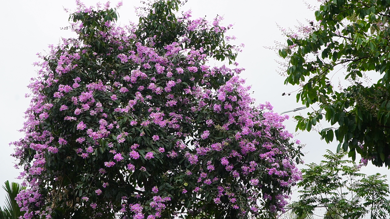 Top 3 Loài Cây Có Hoa Rực Rỡ vào Mùa Hè