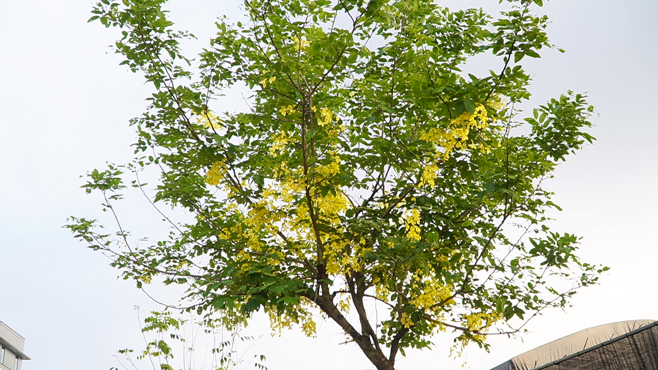 Top 3 Loài Cây Có Hoa Rực Rỡ vào Mùa Hè