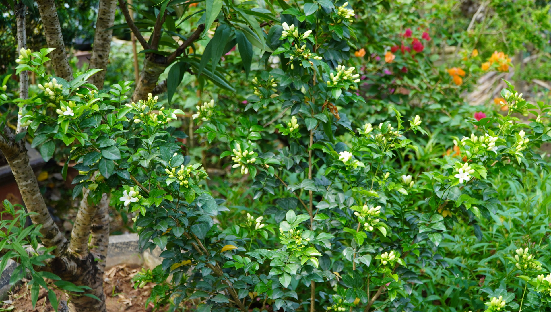 Nguyet-que
