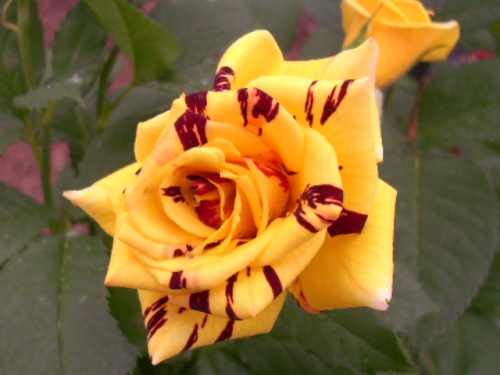 Hoa hồng leo  Abracadabra