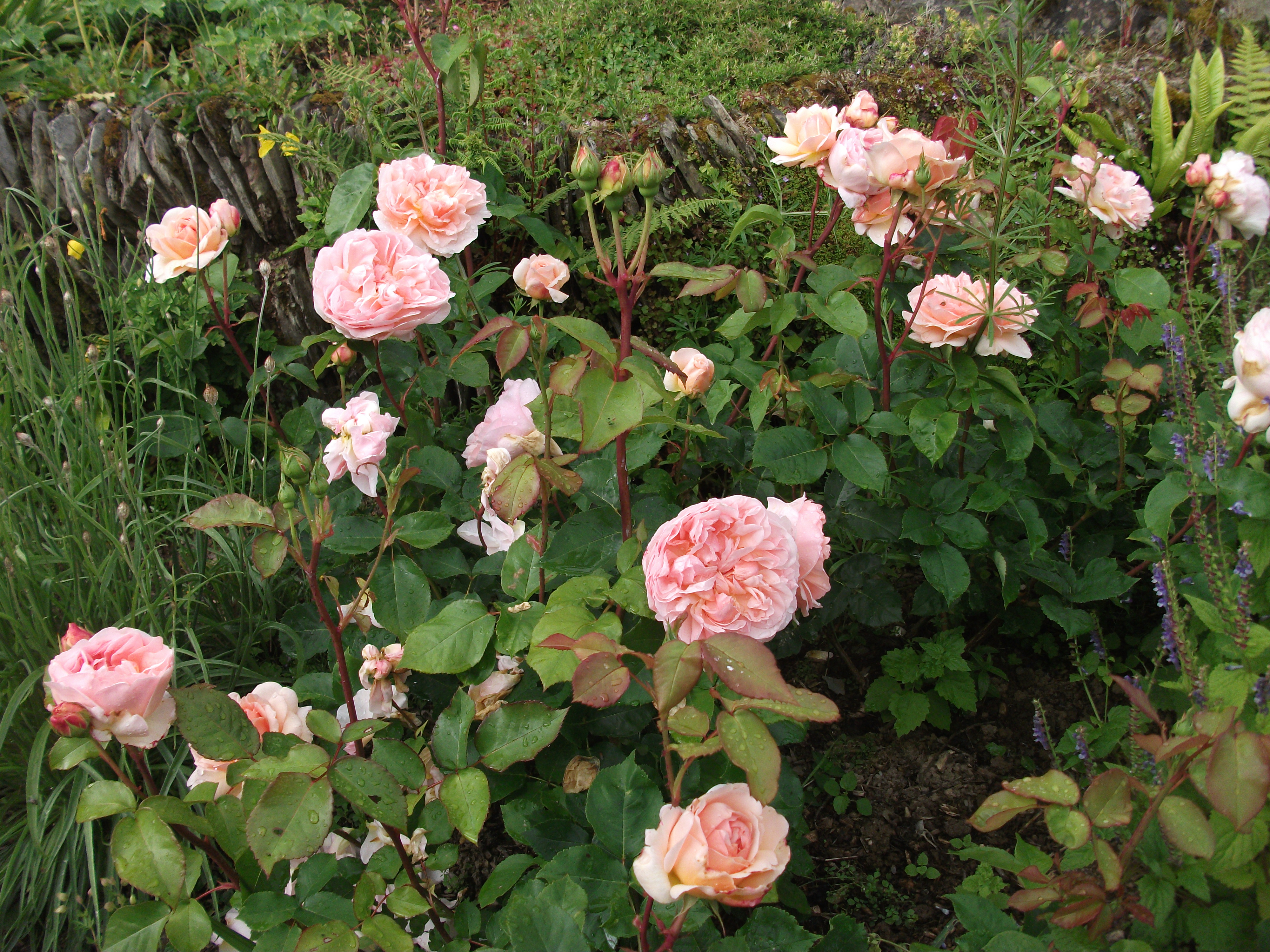Hoa hồng ngoại Evelyn