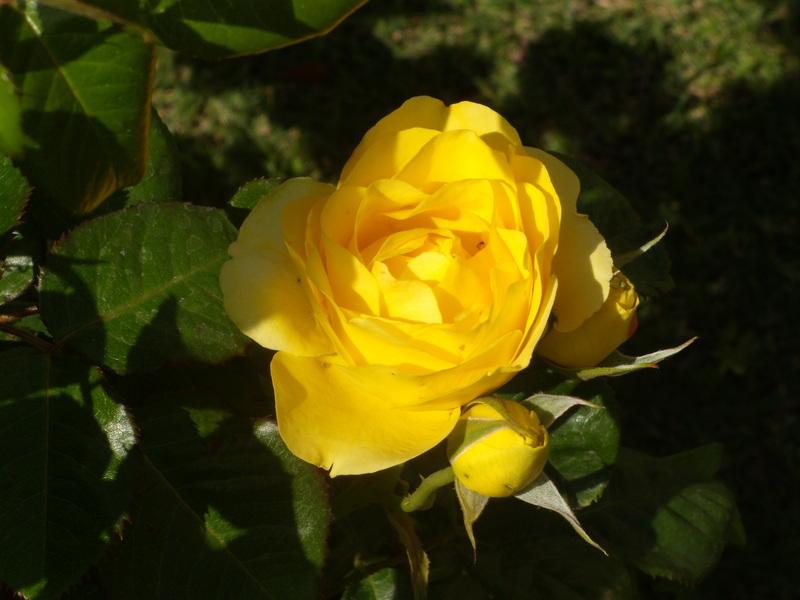Hoa hồng Walking on Sunshine