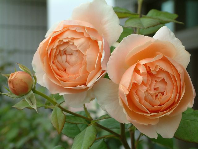 Hoa hồng Ambridge