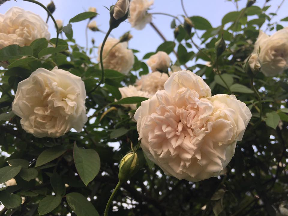 Hoa hồng cổ Bạch xếp