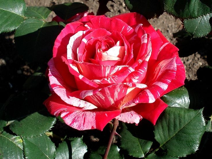 Hoa hồng Best Impression