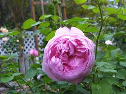 Hoa hồng Charles Rennie