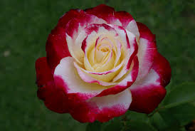 Hoa hồng ngoại Double delight