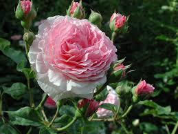 Hoa hồng ngoại Jame