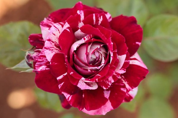Hoa hồng Julio Iglesias