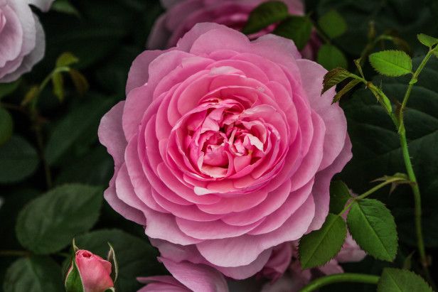 Hoa hồng ngoại Olivia