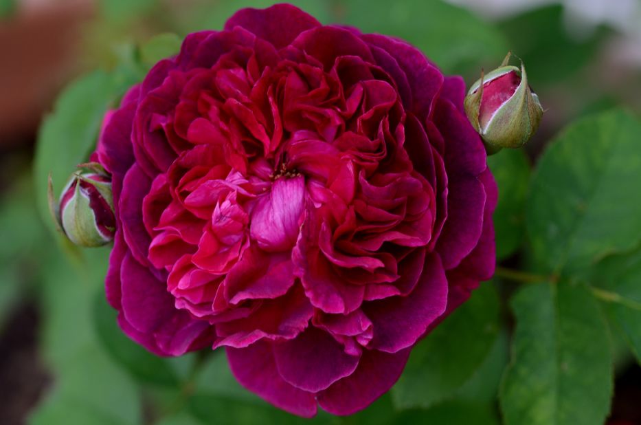 Hoa hồng William shakespeare 2000