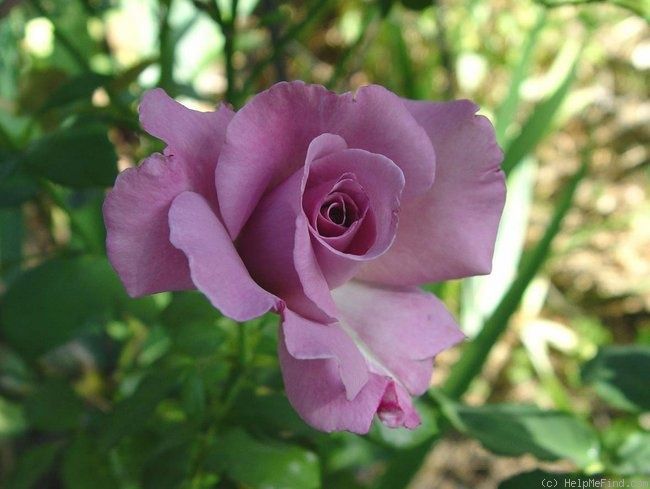 Hoa hồng Azure sea