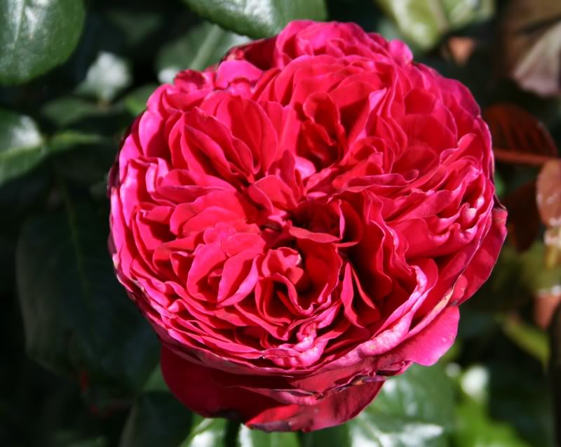 Hoa hồng bụi Rouge Royal