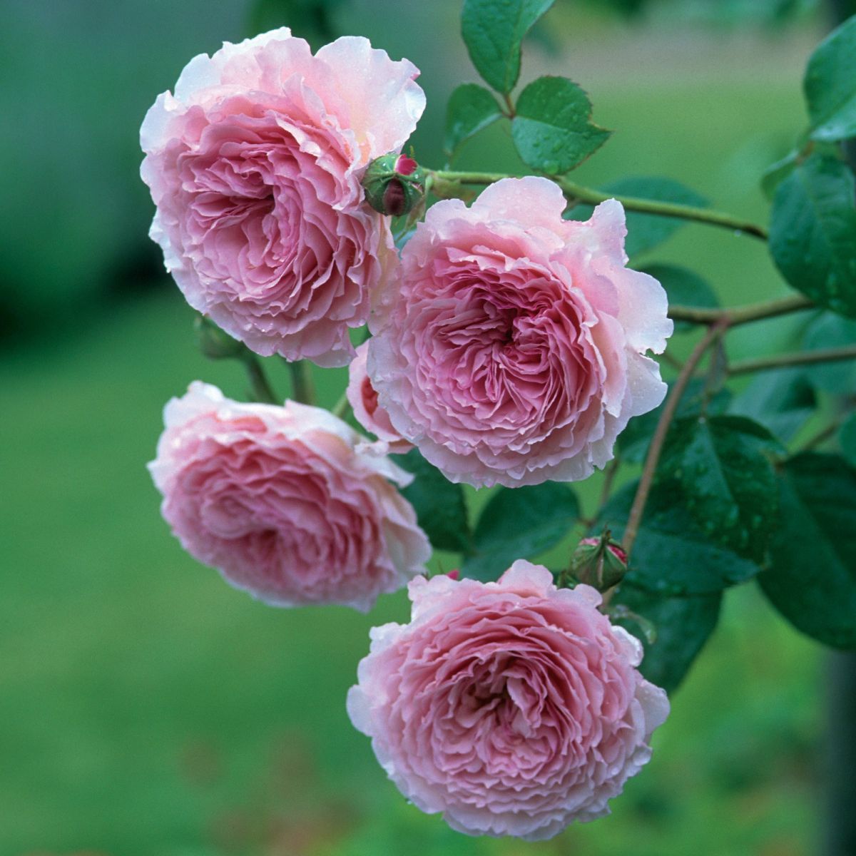Hoa hồng leo James Galway
