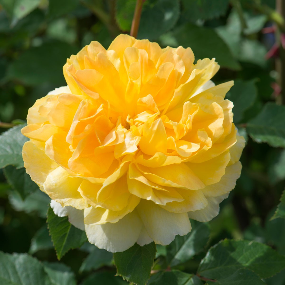 Hoa hồng Molinuex