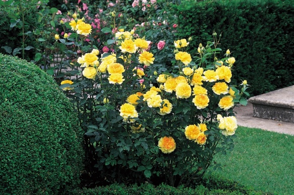 Hoa hồng Molinuex