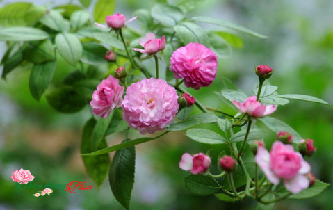 Hoa hồng Vineyard Song