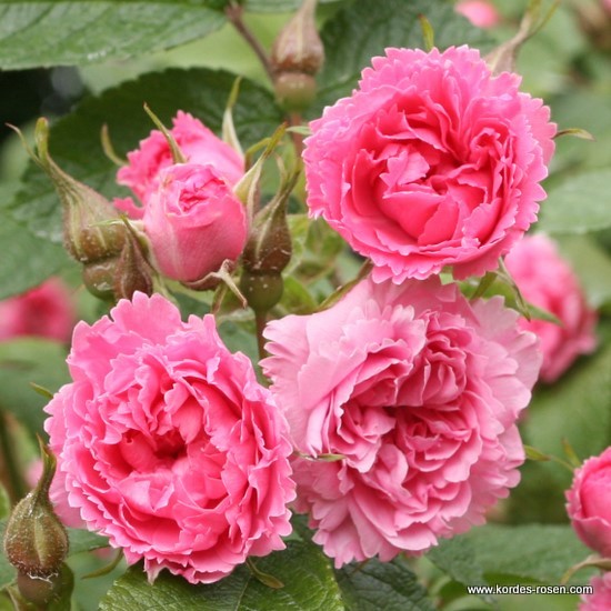 F.J. Grootendorst rose