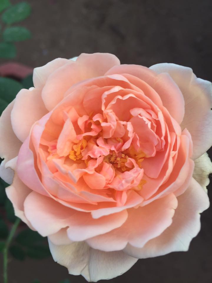 Hoa hồng Ambridge