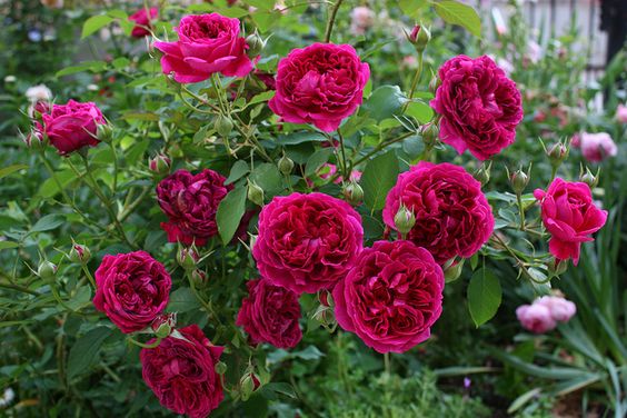 Hoa hồng William shakespeare 2000